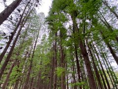 -森波拉火山温泉