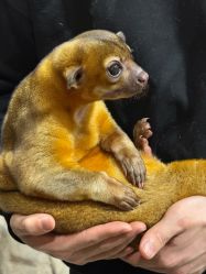 -Zoolung Zoolung动物主题公园(海信广场店)