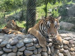 -栾川竹海野生动物园