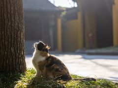 -西园戒幢律寺