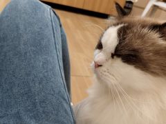 -唐小姐の私宠·宠物洗护美容·撸猫馆·购宠(周浦万达旗舰店)