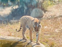 -泉州海丝野生动物世界