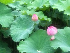 -陈家山荷花公园