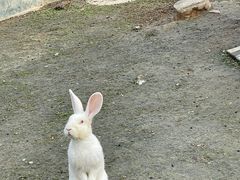 -合肥滨湖国家森林公园