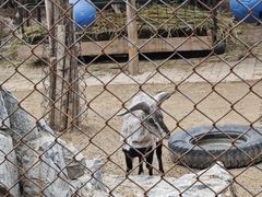 -青藏高原野生动物园