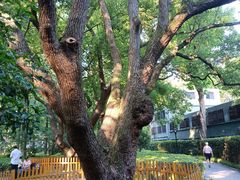 -徐家汇源景区-衡山公园