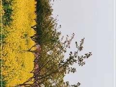 -古柏渡丰乐樱花园