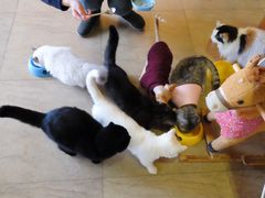 -猫咖时代(中山亭店)