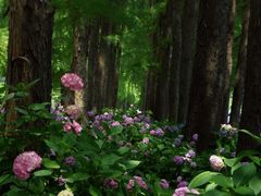 -上海滨江森林公园