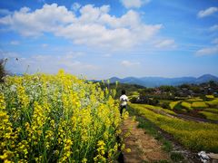 -桑洲油菜花景区