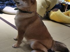 -逗柴咖啡屋·狗咖猫咖宠物桌游