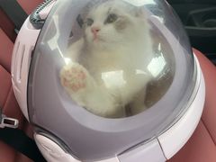 -飞行喵MR PILOT|猫舍·猫咖(静安大融城店)