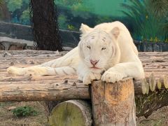 -西霞口神雕山野生动物世界