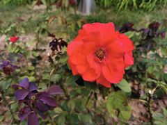 -北京园博大酒店