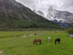 -稻城亚丁景区-冲古草甸