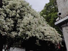 -鹅滋道(甘坑古镇店)