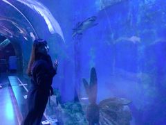 -锦艺城海洋馆