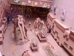 -陕西自然博物馆