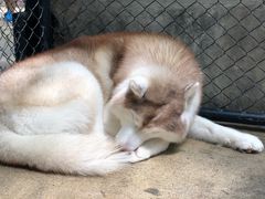 -TrueLove @ Neverland (Husky Cafe)