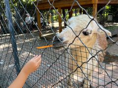 -长白岛森林公园