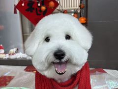 -宠宠熊宠物美容(星湖街店)