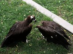 -西霞口神雕山野生动物世界