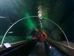 -凯莉-塔尔敦海洋生物水族馆