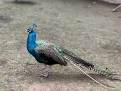 -哈尔滨北方森林动物园