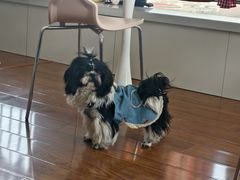 -汪说·狗咖·拼豆·宠物周边DIY(旺城大厦店)