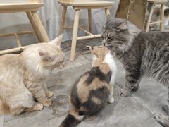 -楼上猫咖(罗湖店)