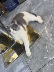 -和木形象