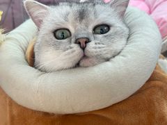 -北京观赏动物医院·24小时大型综合·猫专科·异宠专科