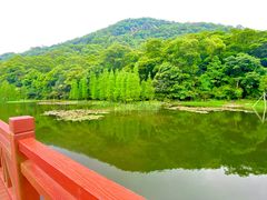 -广州市石门国家森林公园