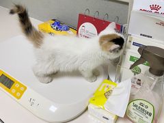 -谐和益家动物医院·免疫绝育·血液透析·宠保定点医院(高新伊藤分院)
