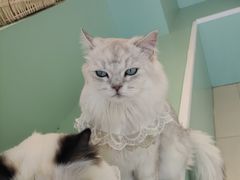 -怪兽屋·羊驼·猫咖·狗咖(俊华广场店)