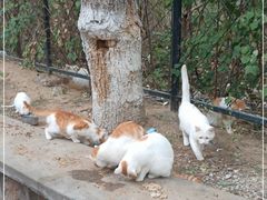 -北京大学燕东园