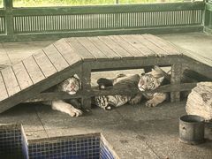 -秦皇岛野生动物园