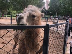 -长白岛森林公园