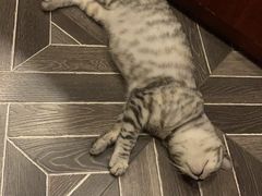 -Pets First伊珊娜洗护·精致美容·家庭式寄养(新会路店)