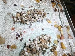 -上海神旺大酒店