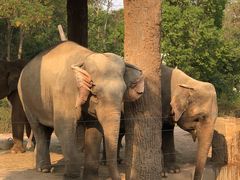 -清迈夜间动物园