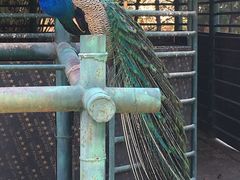 -昆明动物园