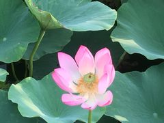 -天津东丽湖风景区