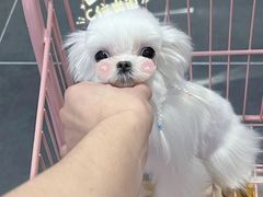 -萌兽医馆·眼科·异宠专科(三里屯店)