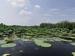 -白洋淀景区