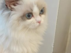 -有喵·猫咖·狗咖·30几只猫10只小狗(岗厦店)