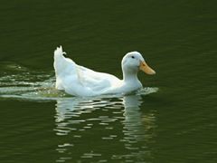 -四季民福烤鸭店(前门店)