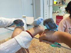 -怪兽屋·羊驼·猫咖·狗咖(俊华广场店)