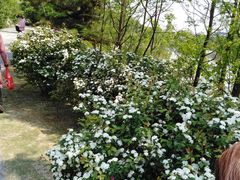 -瑶湖郊野森林公园