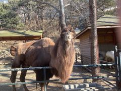 -大连森林动物园